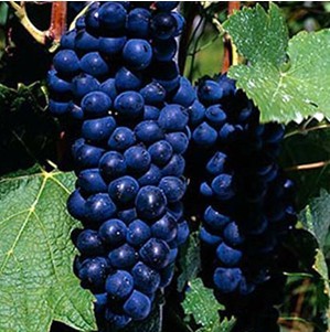 西拉(syrah/shiraz)