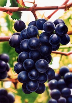 幕尔伟德(mourvedre)