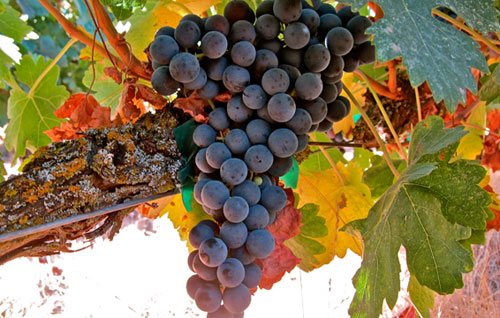 十种常见的红葡萄品种及特征
