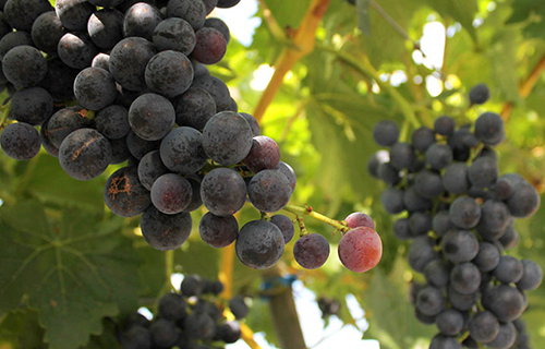 PIWI葡萄品种